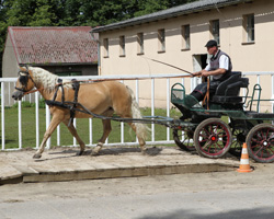 Mit 7,81 war die Siegerin EDINA, Haflinger v. Wallenstein / Steinalm gewann die fahrprüfung in Ganschow mit 7,81. Fotos: Jutta Wego Mit 7,81 war die Siegerin EDINA, Haflinger v. Wallenstein / Steinalm gewann die fahrprüfung in Ganschow mit 7,81. Fotos: Jutta Wego